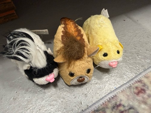 Zhu pets - zhu, hamster